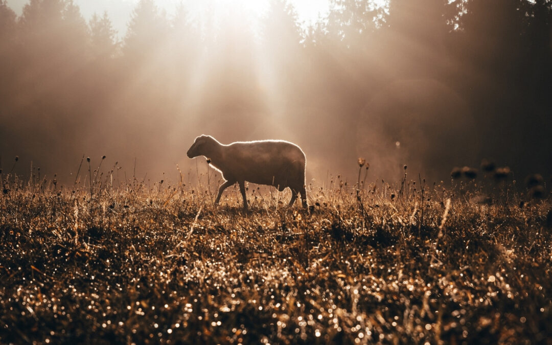 What does it mean to shepherd the church?