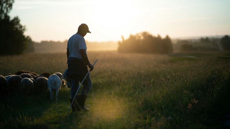 shepherd the church - accountability