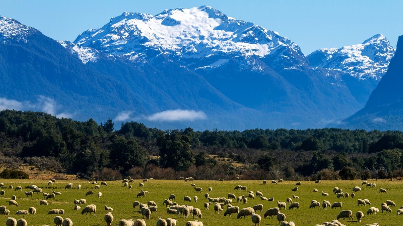 shepherd the church - sheep in front of a mountain