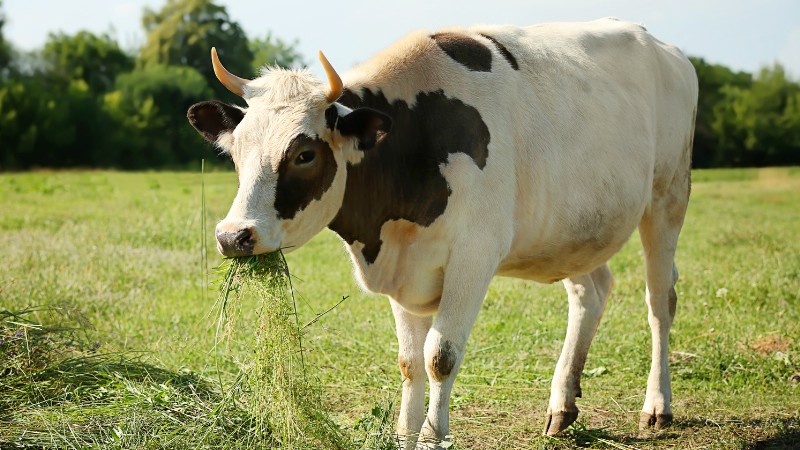 Meditate on Scripture like a cow chewing cud