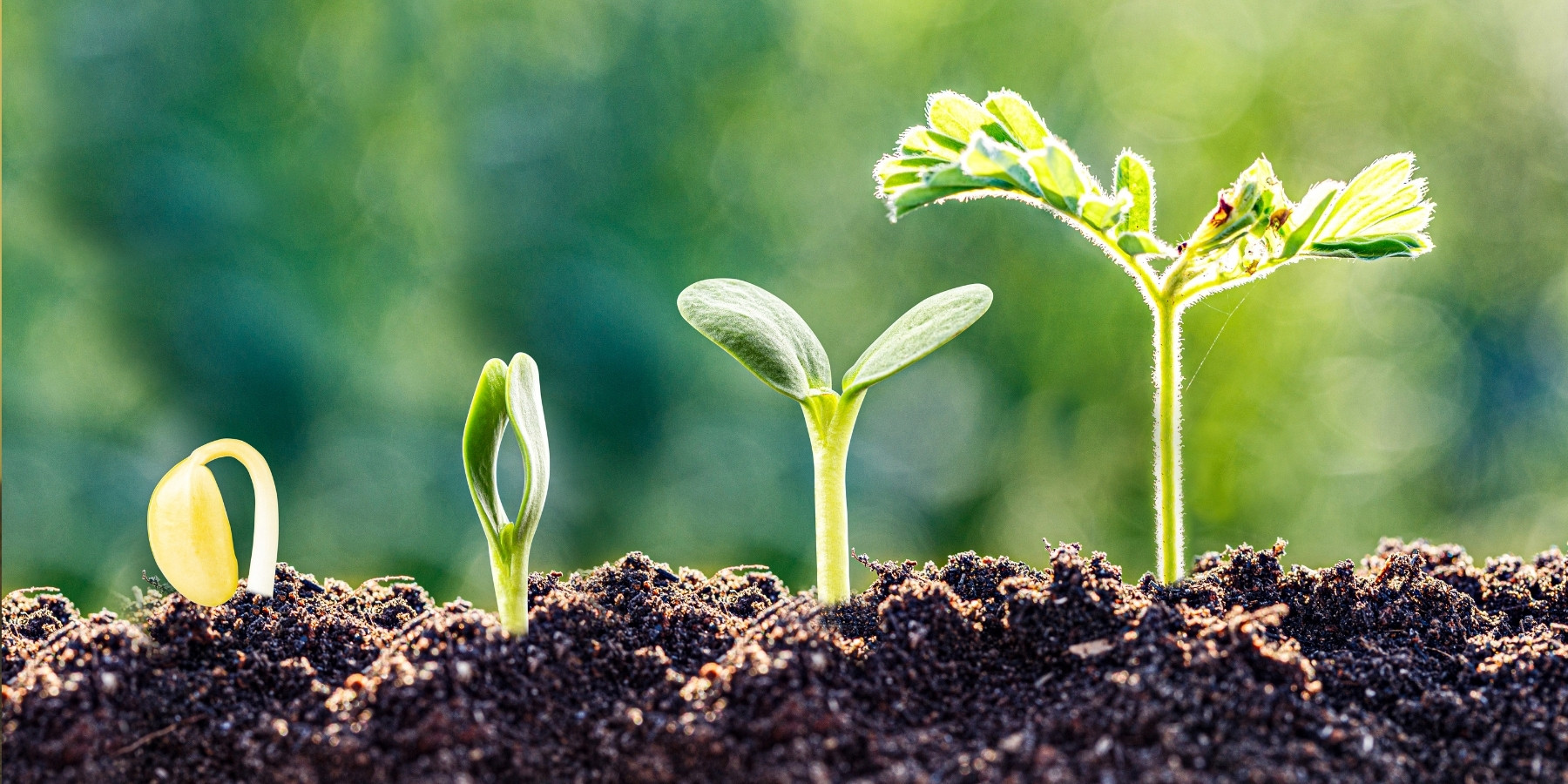 What is spiritual maturity - plants growing