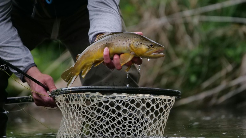 Fishers of men - catching a fish